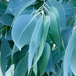 Manufacturers Exporters and Wholesale Suppliers of Eucalyptus Leaves Chennai Tamil Nadu